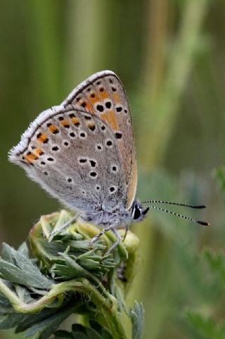 Ate Bakr Gzeli (Lycaena candens)