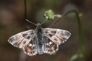 ark Zpzp (Carcharodus orientalis)