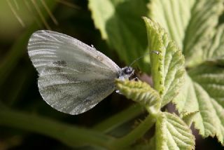 Narin Orman Beyaz (Leptidea sinapis)