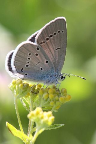 Anadolu Devmavisi (Glaucopsyche lessei)