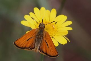 Sar Antenli Zpzp (Thymelicus sylvestris)