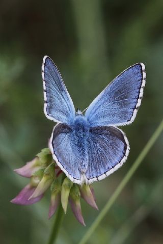 okgzl Amanda (Polyommatus amandus)