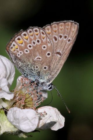 okgzl Amanda (Polyommatus amandus)
