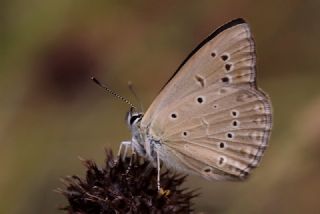 Anormal okgzl (Polyommatus admetus)