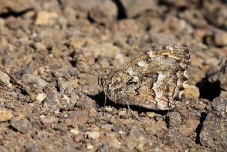 G�ney K�z�lmele�i&nbsp;(Hipparchia&nbsp;senthes)