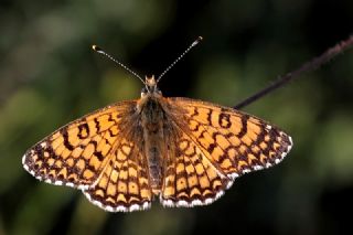 parhan (Melitaea cinxia)