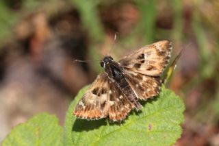 Hatmi Zpzp (Carcharodus alceae)