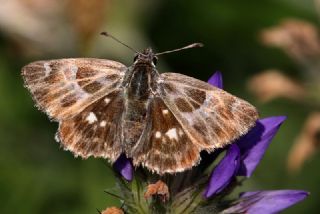 ark Zpzp (Carcharodus orientalis)