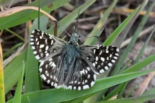 Ege Zpzp (Pyrgus melotis)