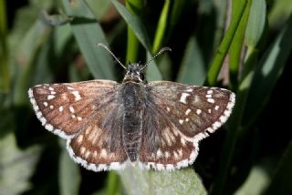 spanyol Zpzp (Pyrgus armoricanus)