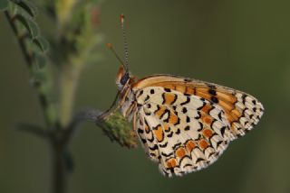 Cezayirli parhan (Melitaea ornata)