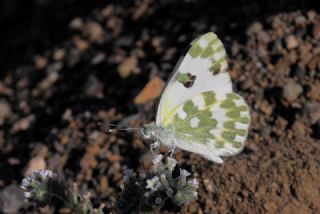 Yeni Beneklimelek (Pontia edusa)