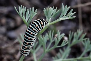 Krlangkuyruk (Papilio machaon)