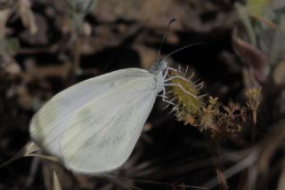 Narin Orman Beyaz (Leptidea sinapis)