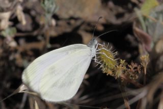 Narin Orman Beyaz (Leptidea sinapis)