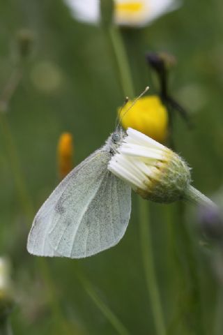 Narin Orman Beyaz (Leptidea sinapis)