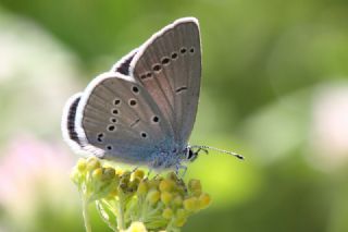 Minik Kupid (Cupido minimus)