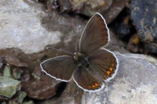 Anadolu Esmergz (Plebejus modicus)