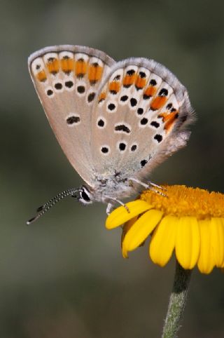 Doulu Esmergz (Plebejus carmon)