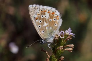 okgzl Anadolu illi Mavisi (Polyommatus ossmar)