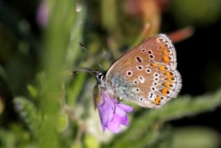 okgzl Geranium Mavisi (Polyommatus eumedon)