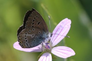 okgzl Geranium Mavisi (Polyommatus eumedon)