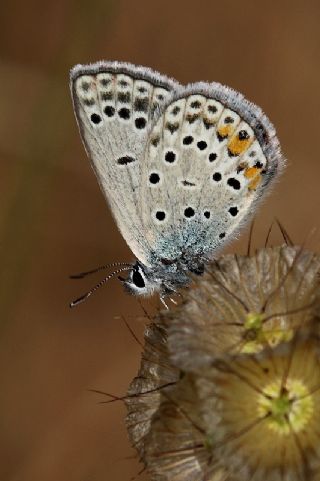 okgzl Gm Mavi (Albulina loewii)