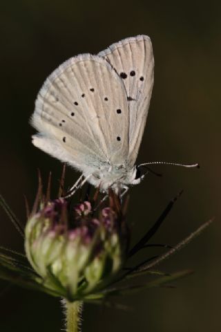 okgzl Amasya Esmeri (Polyommatus mithridates)