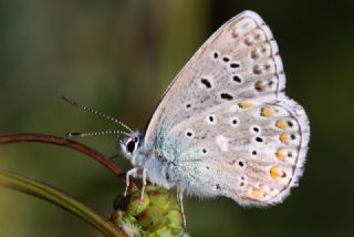 okgzl Gk Mavisi (Polyommatus bellargus)