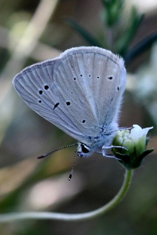 okgzl Poseydon Mavisi (Polyommatus poseidon)