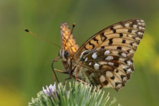 Gzel nci (Argynnis aglaja)