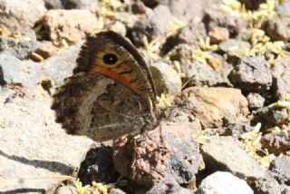 Seyit (Arethusana arethusa)