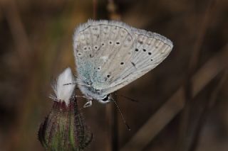 okgzl Dafnis (Polyommatus daphnis)