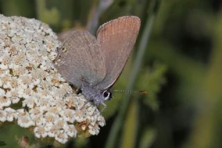 Minik Sevbeni (Satyrium acaciae)