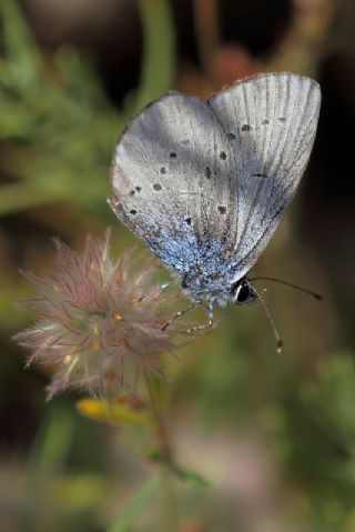 Mavi Osiris (Cupido osiris)