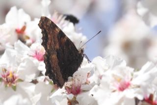 Karaaa Nimfalisi (Inachis polychloros)