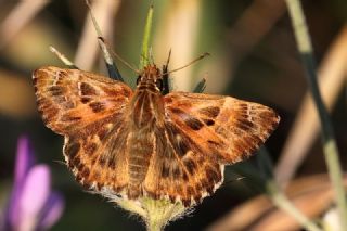 Hatmi Zpzp (Carcharodus alceae)