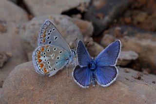 okgzl Kk Turan Mavisi (Polyommatus cornelius)