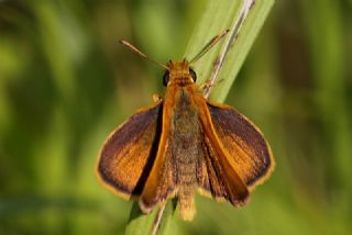 Sar Lekeli Zpzp (Thymelicus acteon)