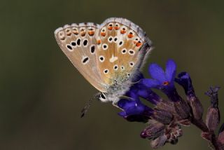 okgzl Gk Mavisi (Polyommatus bellargus)