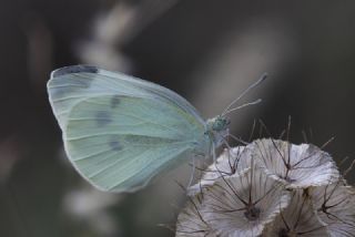 Kk Beyazmelek (Pieris rapae)