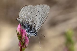 Mavi Osiris (Cupido osiris)