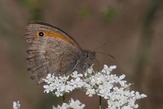 Esmerperi (Hyponephele lupina)