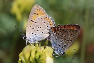 Byk Mor Bakr Gzeli (Lycaena alciphron)