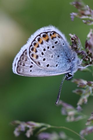 Tr almalar ([unknown genus] n/a)