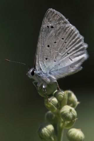 okgzl Dafnis (Polyommatus daphnis)
