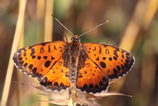 Benekli parhan (Melitaea didyma)