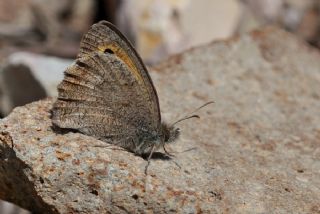 Esmerperi (Hyponephele lupina)