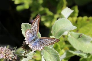 okgzl Dafnis (Polyommatus daphnis)