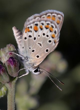 Doulu Esmergz (Plebejus carmon)